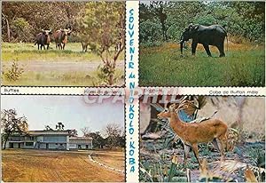 Bild des Verkufers fr Carte Postale Moderne Senegal Parc national du Niokolos-Koba Buffles Elephant Htel de Simenti Cobe de buffon male zum Verkauf von CPAPHIL