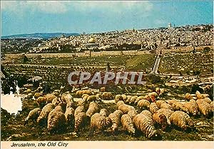 Bild des Verkäufers für Carte Postale Moderne Jerusalem the Old City Moutons zum Verkauf von CPAPHIL