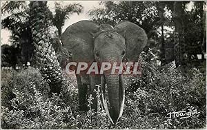 Carte Postale Moderne Congo AEF Faune Africaine Jeune Elephant