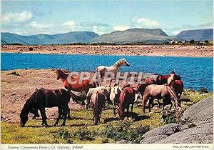 Carte Postale Moderne Famous Connemara ponies Co Galway Ireland