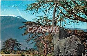 Bild des Verkufers fr Carte Postale Moderne African Wild Life Elephant zum Verkauf von CPAPHIL