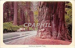 Carte Postale Moderne California Redwood Trees Yosemite Falls Yosemite National Park California