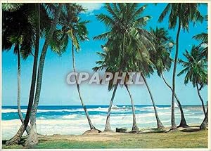 Carte Postale Moderne Tropical Florida Palms and Surf