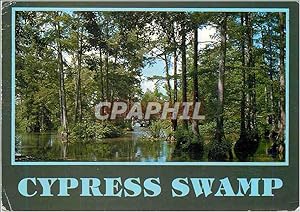 Carte Postale Moderne Cypress Swamp