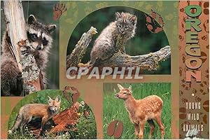 Carte Postale Moderne Oregon Young wild Animals