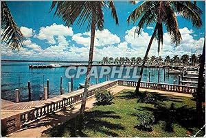 Carte Postale Moderne Swaying Palms Beside the Beautiful Blue Water in Florida