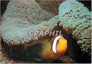 Bild des Verkufers fr Carte Postale Moderne Philippines frolic in the deep of the sea zum Verkauf von CPAPHIL