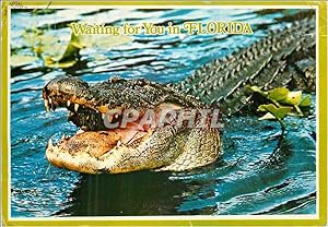Bild des Verkufers fr Carte Postale Moderne Waiting for You in Florida Many of these Denizens Can be Found along Florida's Waterways Crocodle zum Verkauf von CPAPHIL