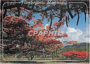 Carte Postale Moderne Martinique flamboyants sur la route du vauclin