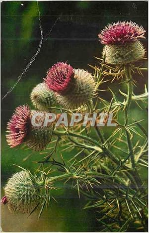 Image du vendeur pour Carte Postale Moderne Fleurs mis en vente par CPAPHIL