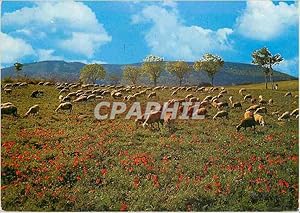 Carte Postale Moderne Notre belle France Moutons