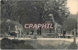 Bild des Verkufers fr Carte Postale Ancienne Museum National d Histoire Naturelle Parc Zoologique Du Bois de Vincennes Paris Giraffe Autruche zum Verkauf von CPAPHIL