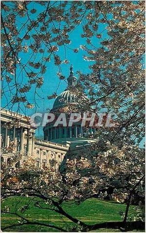 Seller image for Carte Postale Moderne the United States Capitol at Cherry Blossom Time Whashington DC for sale by CPAPHIL