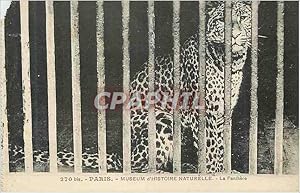 Seller image for Carte Postale Ancienne Paris Museum d'Histoire Naturelle La Panthere for sale by CPAPHIL