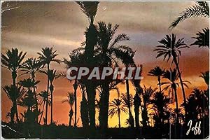 Carte Postale Moderne Pittoresque Afrique du Nord Coucher de Soleil sur la Palmeraie