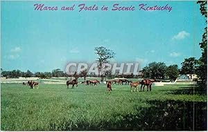 Carte Postale Moderne Mares and Foals In Beautiful Kentucky