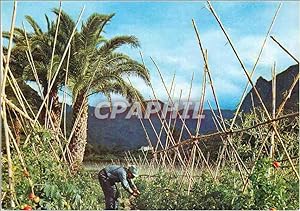 Imagen del vendedor de Carte Postale Moderne Las Palmas de Gran Canaria Valle de Agacte (Tomates a la venta por CPAPHIL