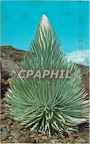 Carte Postale Moderne After Growing for 7 to 40 Years the Haleakala Silversword Sends