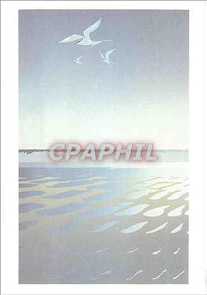 Seller image for Carte Postale Moderne Terns Fishing Malcolm War New Zealand for sale by CPAPHIL