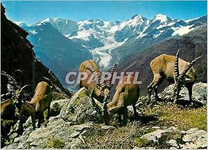 Bild des Verkufers fr Carte Postale Moderne Steinbocke auf piz albris blick auf die berninagruppe und morteratschgletscher zum Verkauf von CPAPHIL