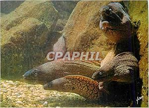 Immagine del venditore per Carte Postale Moderne Musee oceanographique de monaco murenes mureana helena venduto da CPAPHIL