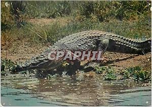 Seller image for Carte Postale Moderne Faune africainne crocodle for sale by CPAPHIL