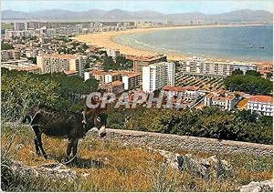 Carte Postale Moderne Laredo Zone Residentielle vue Partielle de la Plage Ane Donkey