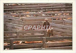 Carte Postale Moderne Amarillo Cattle in the Corral Au Nord du Texas