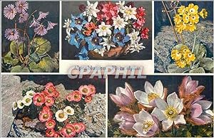 Bild des Verkufers fr Carte Postale Moderne Alpenblumen Flora Alpina zum Verkauf von CPAPHIL