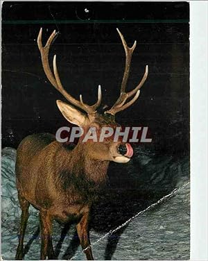 Carte Postale Moderne Cervus elephus l rothirsch cerf stag hert