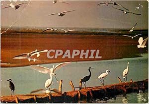 Imagen del vendedor de Carte Postale Moderne Vol doiseaux a la venta por CPAPHIL