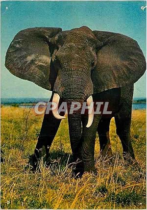 Bild des Verkufers fr Carte Postale Moderne Faune africaine elephant zum Verkauf von CPAPHIL