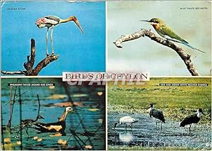Seller image for Carte Postale Moderne Bird of ceylon for sale by CPAPHIL