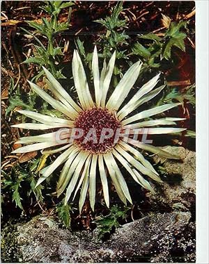 Bild des Verkufers fr Carte Postale Moderne Carlina acaulis l stengellose eberwurz(silberdistel) carline sans tige silver thistle zum Verkauf von CPAPHIL