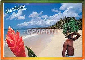 Carte Postale Moderne M 36 sous le soleil des caraibes