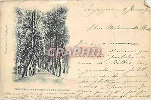 Carte Postale Ancienne Perpignan La Promenade des Platanes