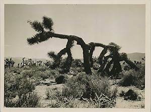 Arbre curieux