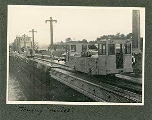 Jamaica, Mona Group, Towing "mules"