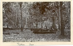 Malaysia, Rubber trees