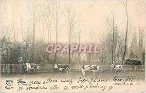 Carte Postale Ancienne Au Paturage Vaches