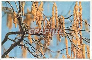 Seller image for Carte Postale Ancienne Chatons de noisetier croix bleue romande 1003 lausanne for sale by CPAPHIL