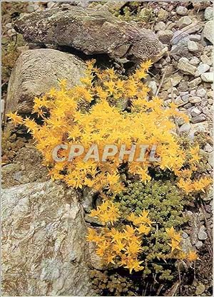 Seller image for Carte Postale Moderne Pro Infirmis Saxifrage Jaune des Montagnes for sale by CPAPHIL