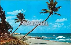 Carte Postale Moderne Whispering Palms on the Florida Coast