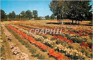 Bild des Verkufers fr Carte Postale Moderne Chrysanthemum Display One of the Nation's Most Colorful Fall Displays is the Chrysanthemum Planting at Bristol Nursi zum Verkauf von CPAPHIL