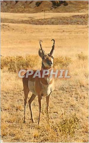 Carte Postale Moderne Pronghorn (Antelope) These fast and Grâceful animals are seen on the Plain ...