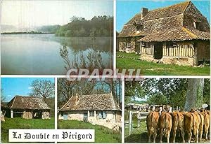 Carte Postale Moderne la Double en Perigord Vaches