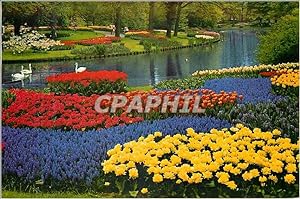 Image du vendeur pour Carte Postale Moderne La Hollande en parure des fleurs mis en vente par CPAPHIL