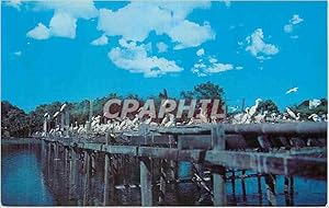 Bild des Verkufers fr Carte Postale Moderne Nesting Platforms in Bird City Jungle Gardens Avery Island Louisana zum Verkauf von CPAPHIL