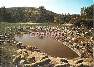 Carte Postale Moderne Le troupeau autour d'une lavogne Moutons En parcourant les Causses