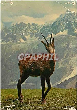 Carte Postale Moderne Le Chamois Faune des Alpes